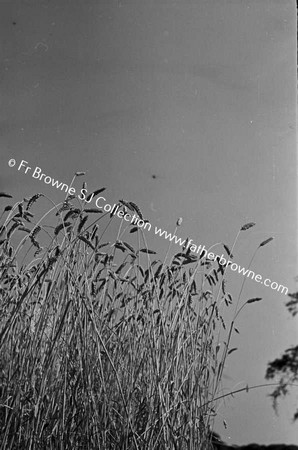 HARVESTING WHEAT